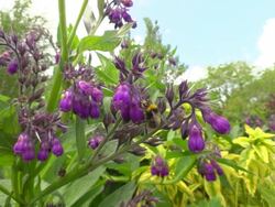 CU TS SLO MO Shot of Bombus terrestris or Buff-tailed bumblebee queen nectar feeding on Comfrey flowers / Newcastle Emlyn, Ceredigion, United Kingdom Stock Footage