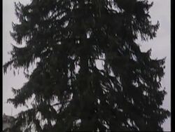 GNS Vatican Christmas tree goes up with festive decorations News Clip