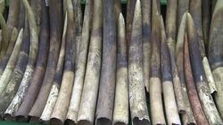 VOICED : Hong Kong destruye 30 toneladas de marfil News Clip