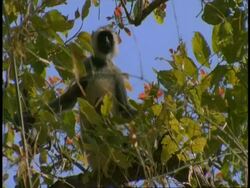 MS Hanuman Langur, Semnopithecus entellus, sitting on tree branch, Bandhavgarh National Park, India Stock Footage