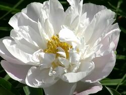Peony Stock Footage