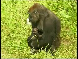 Gorilla, mother and baby, sat in grass, MS, Israel Stock Footage