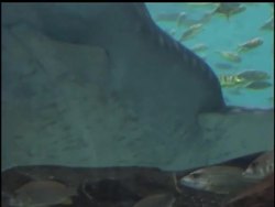 Another whale shark died early Wednesday at the Georgia Aquarium, the second this year at the only facility outside Asia to display the huge, rare fish. News Clip