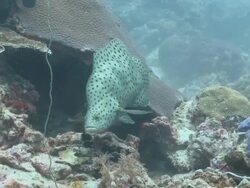 MS TS Baramundi cod fish hiding in reef / Palau, Micronesia, Palau  Stock Footage