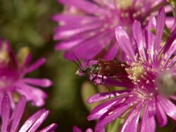 WS Shot of Monkey beetle cleaning on thin petal of pink vygie / Namaqualand, Northern Cape, South Africa Stock Footage