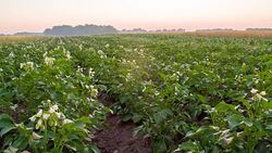 WS DS Field Of Blooming Potato Plants Stock Footage