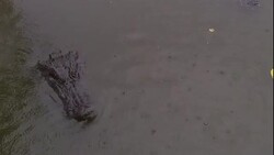 A crocodile swims with just its head above the water. Stock Footage