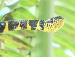 CU Shot of Mangrove snake coiled in palm tree / Pulau Tiga, Sabah, Malaysia   Stock Footage