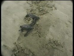 Baby Leatherback turtles (Dermochelys coriacea) crawling to the sea through sand, Papua New Guinea Stock Footage