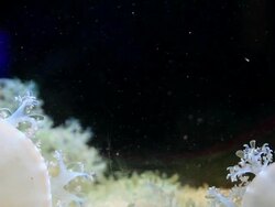 Jellyfish in the water. Stock Footage