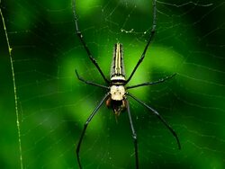 spider on web Stock Footage
