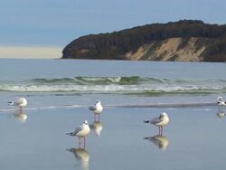 Chalk-cliff with gulls in RÃ¼gen Stock Footage