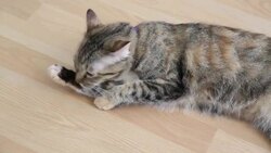 Cleaning Stock Footage