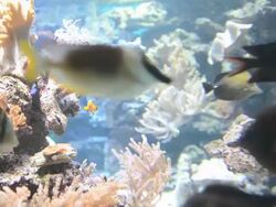 Aqarium Stock Footage