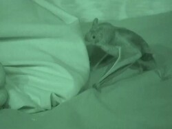 A vampire bat climbs on a bed near the feet of a sleeping man. Stock Footage