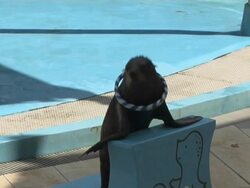 Close Up Shot Seal with Loops Singapore Stock Footage