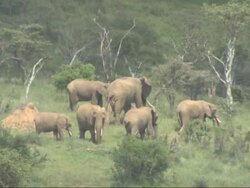 Herd of African Bush Elephants (Loxodonta africana) in wooded landscape, Kenya, Africa Stock Footage