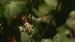DCI4K, Newlyâ€emerged Cicada.(Real time : 8 of 15) Stock Footage