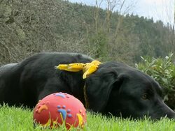 HD: Bored dog Stock Footage