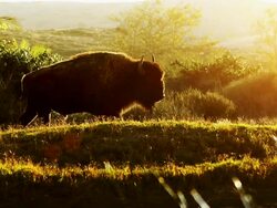 Buffalo In Morning Meadow Stock Footage