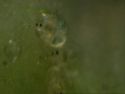 Cypris, freshwater ostracods Stock Footage