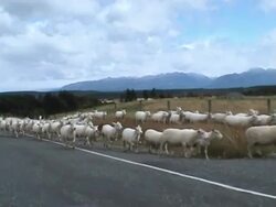 Flock of sheep Stock Footage