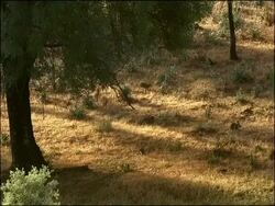 Rabbits (Oryctolagus cuniculus) scampering through clearing, high angle, Andalucia, Spain Stock Footage