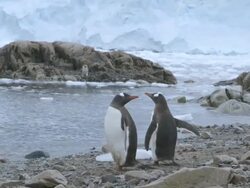MS Gentoo penguins emerging from sea / Antarctica peninsular, Antarctica Stock Footage
