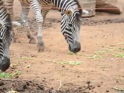 three zebra eat Stock Footage