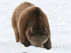 MS SLO MO Grizzly bear digging in snow / Livingstone, Montana, United States Stock Footage