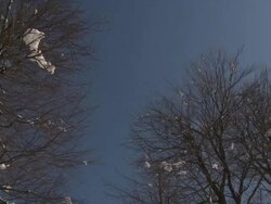 HD: Winter time Stock Footage