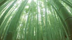 bamboo forest - 4K Stock Footage