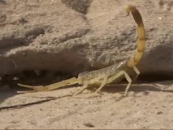 Medium Close Up, tracking-left - A scorpion crawls over sand and rocks / Egypt Stock Footage