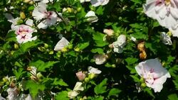 Hibiscus Stock Footage