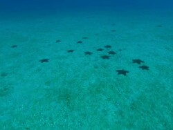 Starfish, Costa Rica, Pacific Ocean  Stock Footage