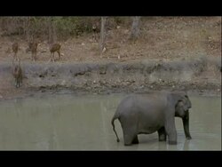 Asian Elephant (Elephas maximus) 'Makna' in Kolchi waterhole scares Chital Deer (Axis axis) on bank, Nagarahole, India Stock Footage