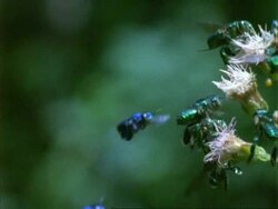 Euglossine Bee, H/S MS bees hovering by flowers, green background, Panama. Stock Footage
