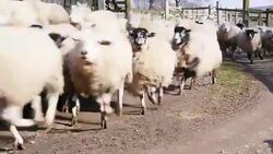 Herding Sheep into a Pen Stock Footage