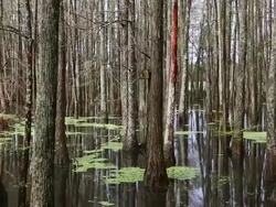 MS PAN View of Landscape of pond in woods / Register, Georgia, United States Stock Footage