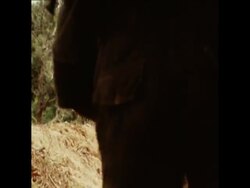 SYND 18 07 70 CAMBODIAN TROOPS IN ACTION AGAINST THE VIETCONG Instructional Video