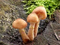 MS Mushrooms on trunk / Saarburg, Rhineland-Palatinate, Germany Stock Footage