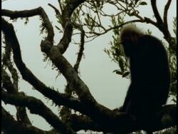 Nilgiri langur, Prebytis johnii, sitting in tree, Western Ghats, India Stock Footage