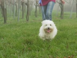 HD SUPER SLOW-MO: Running With A Dog Stock Footage