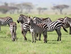 Zebra Herd Grazing at Savannah Stock Footage