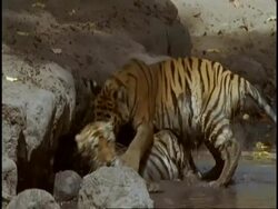 Royal Bengal tiger (Panthera tigris tigris) cubs playing in muddy pool, Bandhavgarh National Park, Madhya Pradesh, India Stock Footage