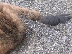 ECU shot of King Penguin (Aptenodytes patagonicus) dead chick / Iceland Stock Footage