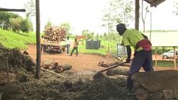 VOICED : Rwanda's essential oils offer big profits from little land News Clip