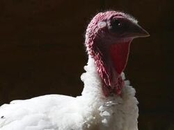 Turkeys Raised On California Farm Stock Footage