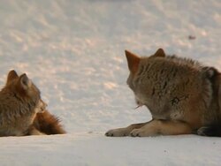 coyote couple in winter Stock Footage