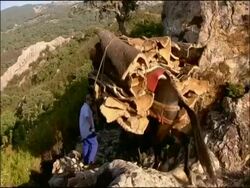 Mules (Equus caballus x assinus) carrying Cork (Quercus suber), Andalusia, Southern Spain Stock Footage